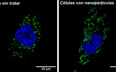 Identifican un nuevo efecto del uso de nanopartículas de hierro en el crecimiento de células tumorales